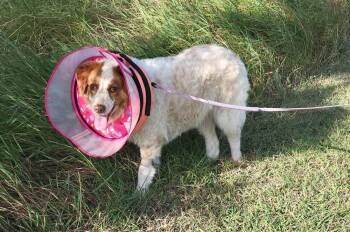 Angel the Amazing -  Great Pyrenees Dog for Adoption in Brewster, New York - Angel The Amazing | PetCurious