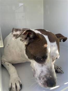 A660778 -  Pit Bull Terrier Dog for Adoption in Houston, Texas - A660778 | PetCurious