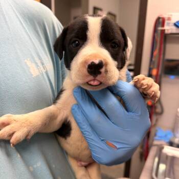 Shark Tank 3396 -  Mixed Breed Dog for Adoption in Loxahatchee Groves, Florida - Shark Tank 3396 | PetCurious