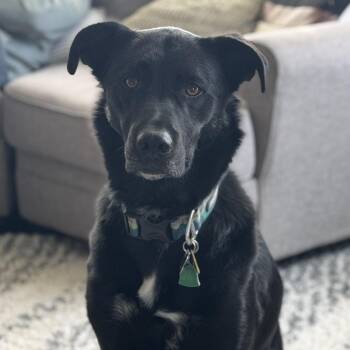 Apollo -  Black Labrador Retriever and Shepherd Dog for Adoption in Reno, Nevada - Apollo | PetCurious