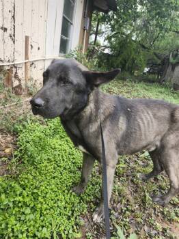 German Shepherd Dog Dogs Available for Adoption in San Antonio, Texas - SOMBRA | PetCurious