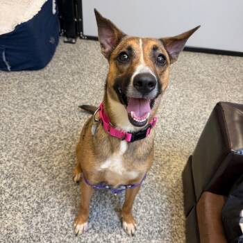 Violet -  German Shepherd Dog and Mixed Breed Dog for Adoption in Falls Church, Virginia - Violet | PetCurious