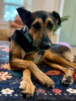 Billy Ray Waterbug -  German Shepherd Dog Dog for Adoption in Friendswood, Texas - Billy Ray Waterbug | PetCurious