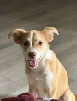 Taffy Chewy -  Australian Shepherd and Border Collie Dog for Adoption in Andover, Massachusetts - Taffy Chewy | PetCurious