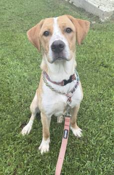 Vizsla and Labrador Retriever Dogs Available for Adoption in Attalla, Alabama - Hoss | PetCurious