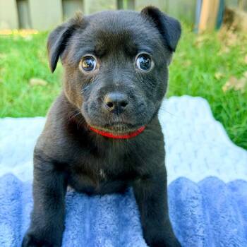 Mixed Breed Dogs Available for Adoption in Huntsville, Alabama - Beauty | PetCurious