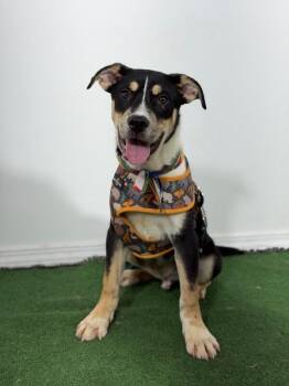 Husky and German Pinscher Dogs Available for Adoption in Carlsbad, California - Catfish-One Of Our Amazing Rescue Dogs | PetCurious