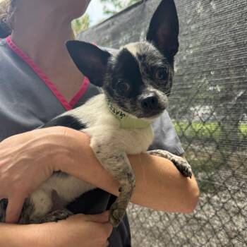 Garrett -  Chihuahua Dog for Adoption in Columbia, Missouri - Garrett | PetCurious