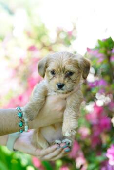 Miniature Poodle Dogs Available for Adoption - Lizzie | PetCurious