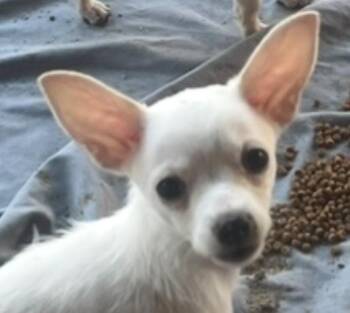 Lola -  Chihuahua Dog for Adoption in Longmont, Colorado - Lola | PetCurious