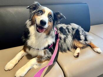 Shelby -  Australian Shepherd Dog for Adoption in Coarsegold, California - Shelby | PetCurious