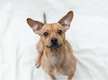 Chihuahua Dogs Available for Adoption - Haley | PetCurious