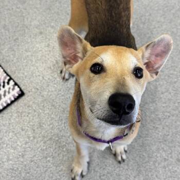 Mixed Breed Dogs Available for Adoption in Wheeling, Illinois - Matcha | PetCurious