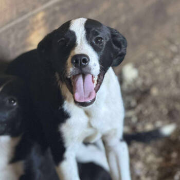 Rescue Labrador Retriever Dogs for Adoption in Anahuac, Texas - Penny | PetCurious
