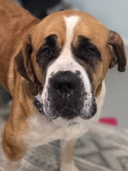 Rescue Saint Bernard and Mixed Breed Dogs for Adoption in Erin, Ontario - Penny | PetCurious