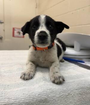Ferdinand -  Mixed Breed Dog for Adoption in Black Eagle, Montana - Ferdinand | PetCurious