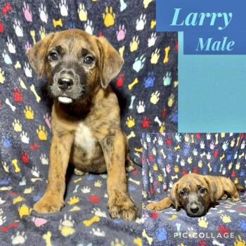 Catahoula Leopard Dog Dogs Available for Adoption in Manchester, Connecticut - Larry | PetCurious