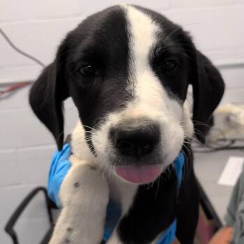 Apple Pie -  Labrador Retriever and Collie Dog for Adoption in Hattiesburg, Mississippi - Apple Pie | PetCurious