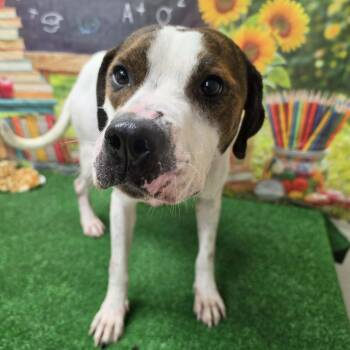 Brisket -  American Bulldog and Pit Bull Terrier Dog for Adoption in Statesboro, Georgia - Brisket | PetCurious