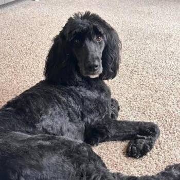 Ebby (Ebony) -  Sheep Dog and Poodle Dog for Adoption in Alma, Wisconsin - Ebby (Ebony) | PetCurious