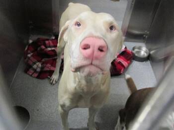 Rescue Doberman Pinscher Dogs for Adoption in Tustin, California - APOLLO | PetCurious