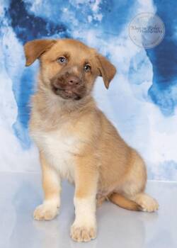 Golden Retriever and Great Pyrenees Dogs Available for Adoption - Truffles | PetCurious
