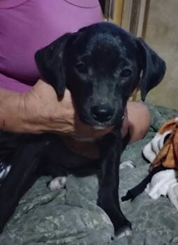 Little Bit -  Staffordshire Bull Terrier Dog for Adoption in The Woodlands, Texas - Little Bit | PetCurious