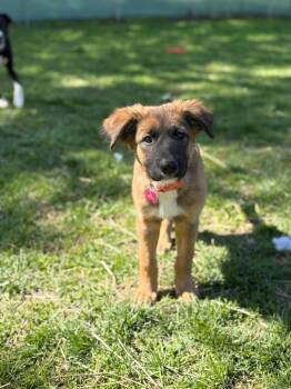 Stevie -  Shepherd Dog Available for Adoption in Sun Prairie, Wisconsin - Stevie | PetCurious