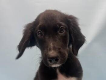 Rocco -  Great Pyrenees and Mixed Breed Dog for Adoption in Golden Valley, Minnesota - Rocco | PetCurious