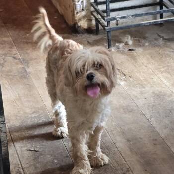 Cavapoo Dogs Available for Adoption in Zaleski, Ohio - Sadie | PetCurious