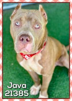 JAVA -  American Bully Dog for Adoption in Marietta, Georgia - JAVA | PetCurious