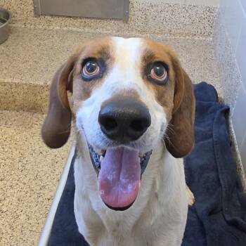 Treeing Walker Coonhound Dogs Available for Adoption in Aiken, South Carolina - Corndog 63077 | PetCurious