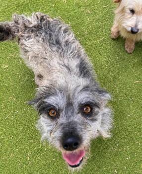 Matrix -  Cairn Terrier and Dachshund Dog for Adoption in Ramona, California - Matrix | PetCurious