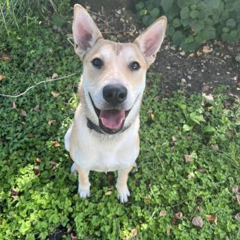 Beckham -  Shepherd Dog for Adoption in Klein, Texas - Beckham | PetCurious