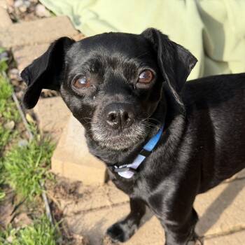 Pug and Chihuahua Dogs Available for Adoption - Iggy | PetCurious