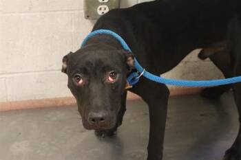 TATE -  Mixed Breed Dog for Adoption in Columbia, South Carolina - TATE | PetCurious
