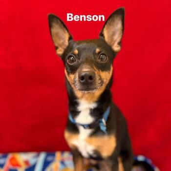 Benson -  Miniature Pinscher and Mixed Breed Dog for Adoption in Pekin, Illinois - Benson | PetCurious