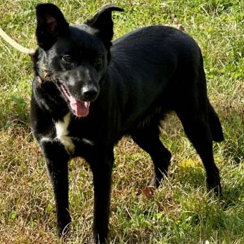 Rescue Border Collie Dogs for Adoption in Washington, District Of Columbia - Shasta | PetCurious