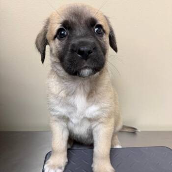 Mastiff and Pit Bull Terrier Dogs Available for Adoption in Birmingham, Alabama - Baby Smitty | PetCurious