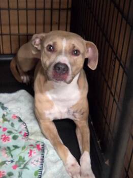 Rumi -  Mixed Breed Dog for Adoption in Mckeesport, Pennsylvania - Rumi | PetCurious