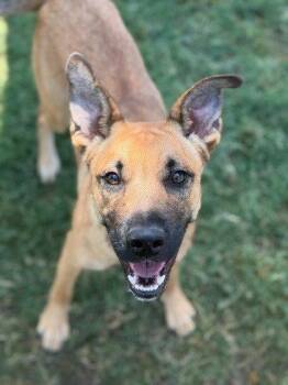 Bean -  German Shepherd Dog and Terrier Dog for Adoption in Bloomfield, Connecticut - Bean | PetCurious