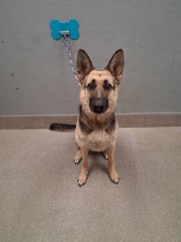 LOLITA -  German Shepherd Dog Dog for Adoption in Las Vegas, Nevada - LOLITA | PetCurious