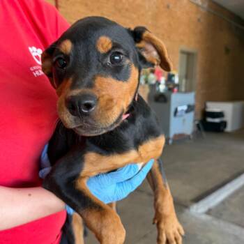 Reba -  Rottweiler Dog for Adoption in Birmingham, Alabama - Reba | PetCurious
