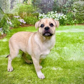 Adam -  Pug and Pomeranian Dog for Adoption in Franklin, North Carolina - Adam | PetCurious