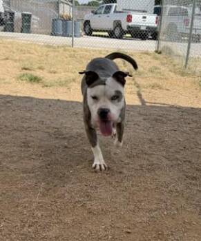 PUMPKIN SPICE -  Pit Bull Terrier Dog for Adoption in Killeen, Texas - PUMPKIN SPICE | PetCurious