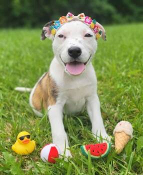 La Toya Jackson -  Mountain Cur Dog for Adoption in Germantown, Ohio - La Toya Jackson | PetCurious