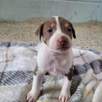 Lathan 3216 -  Mixed Breed Dog for Adoption in Loxahatchee Groves, Florida - Lathan 3216 | PetCurious
