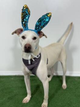 Labrador Retriever and Mixed Breed Dogs Available for Adoption - Tom | PetCurious