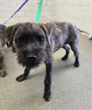 IVAN -  Terrier Dog for Adoption in San Bernardino, California - IVAN | PetCurious