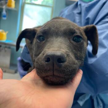Pit Bull Terrier Dogs Available for Adoption in Charlottesville, Virginia - Ozzy | PetCurious